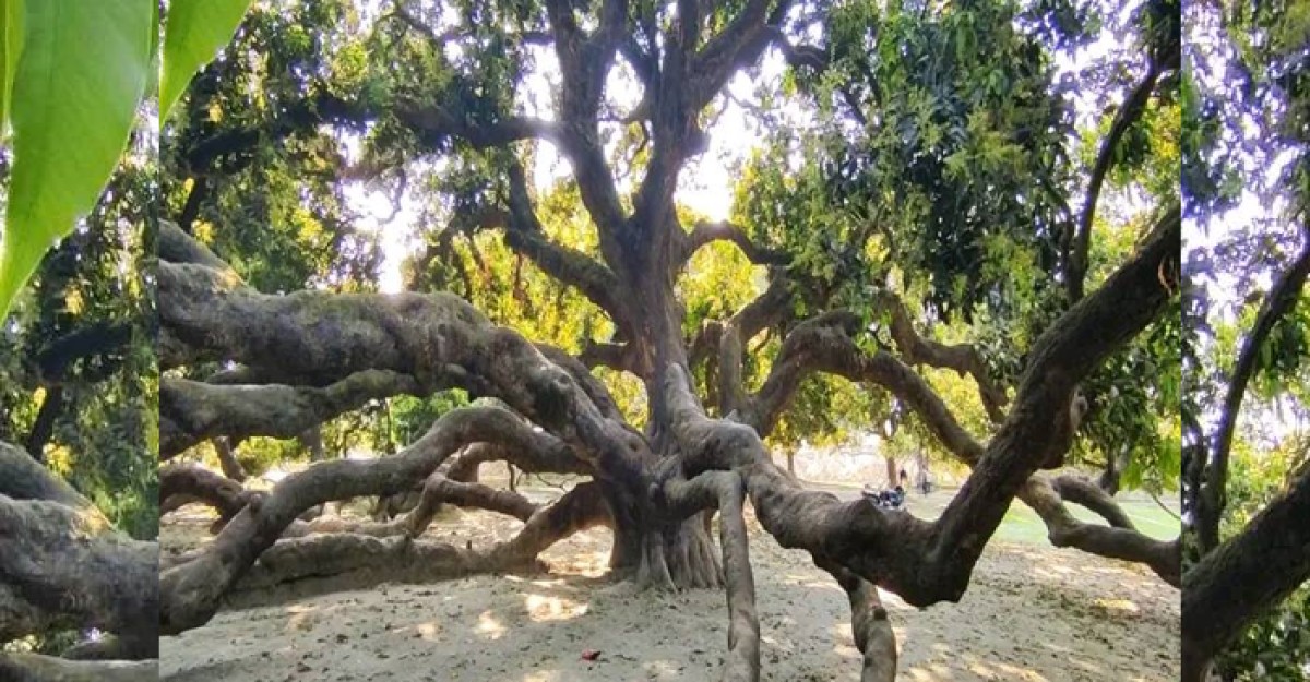 ঠাকুরগাঁওয়ে ইতিহাস হয়ে দাঁড়িয়ে বিস্তৃত ২২০ বছরের সূর্যপুরী আমগাছ