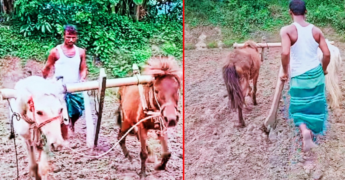 বাঙালির সংস্কৃতি হালচাষে ঘোড়ার ব্যবহারে স্বাবলম্বী মুরাদনগরের কৃষক হেলাল