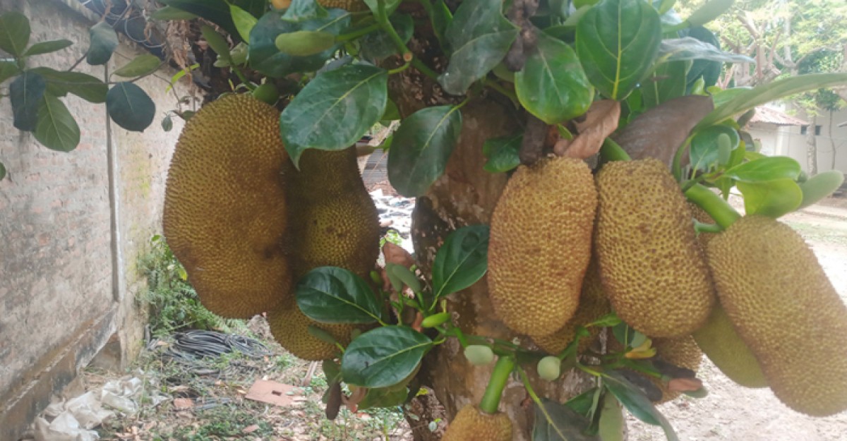 শ্রীপুরে গাছে গাছে শোভা পাচ্ছে জাতীয় ফল কাঁঠাল