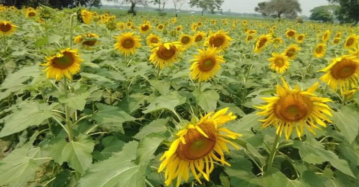 সূর্যমুখী চাষ করে ব্যাপক সাড়া ফেলেছেন এক তরুণ