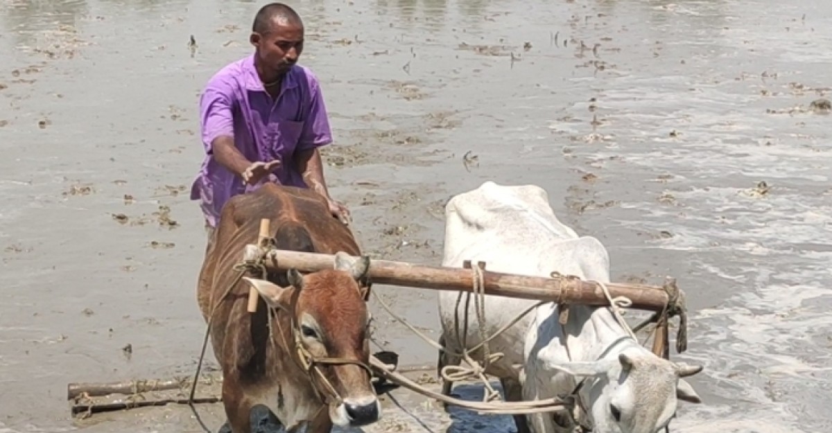 হারিয়ে যাচ্ছে ঐতিহ্যবাহী গরুর হাল