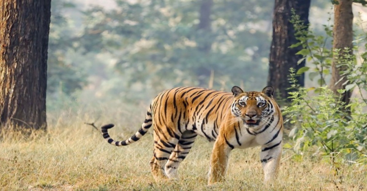 ভারতে বাঘের সংখ্যা বেড়েছে