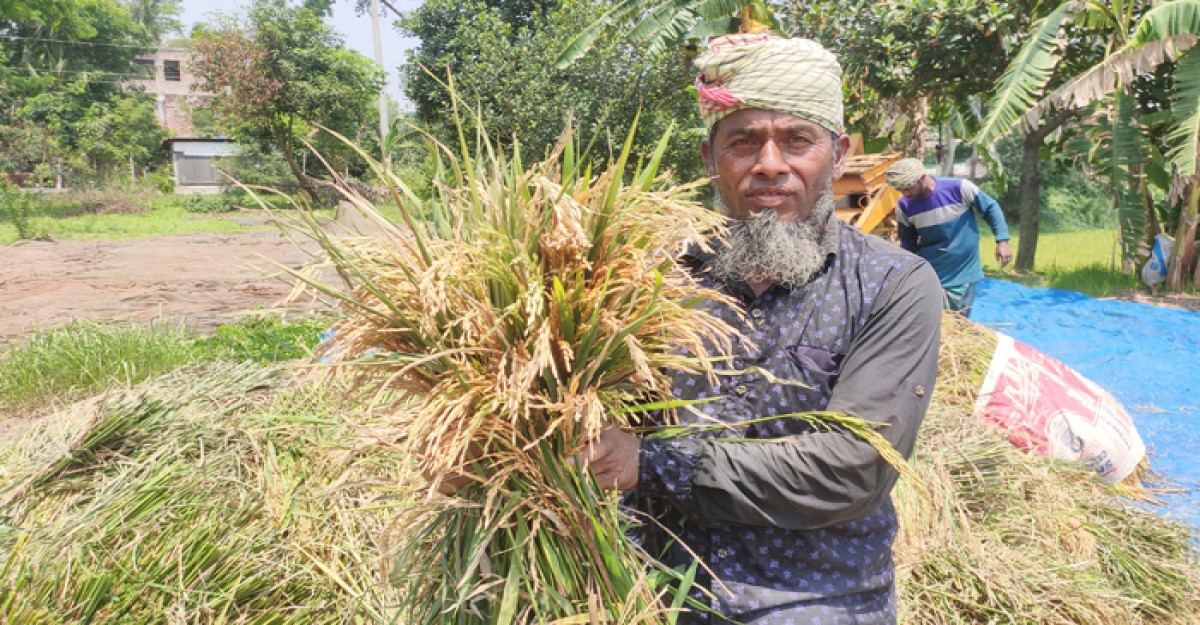 শ্রীনগরে ধানের জমিতে ব্লাস্ট রোগের হানায় দিশেহারা কৃষক