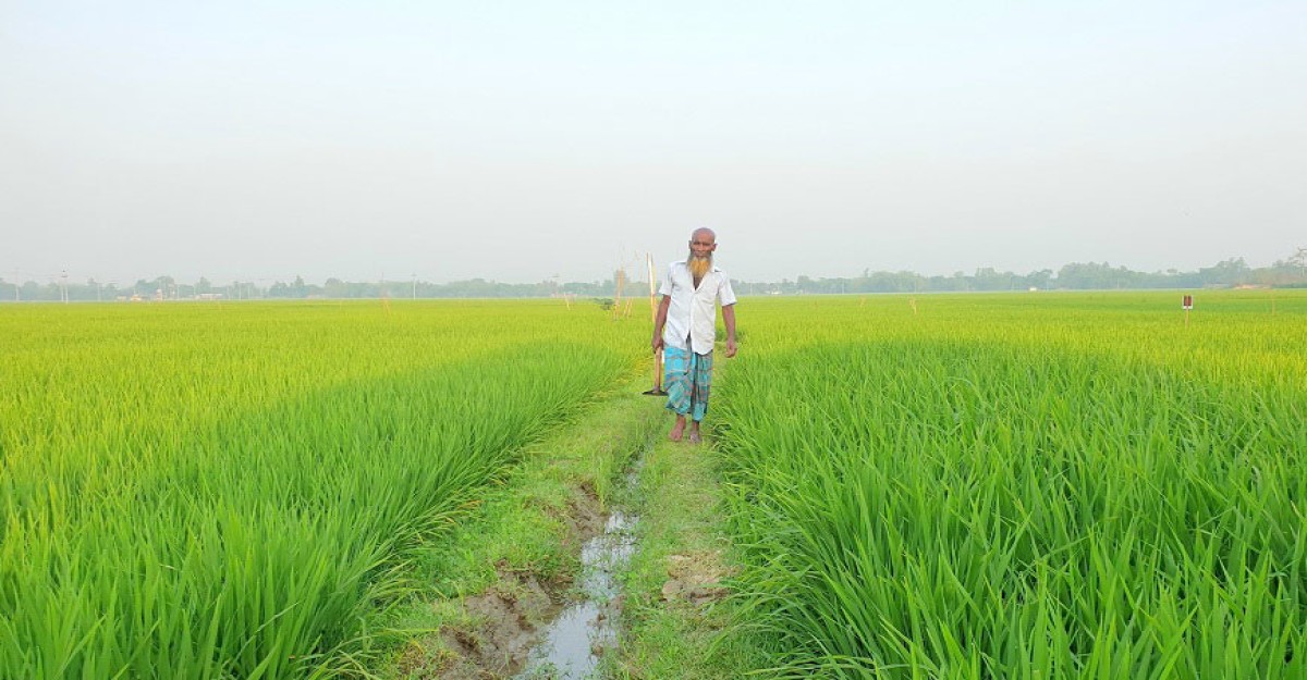 দেশের সর্ববৃহৎ সমলয় পদ্ধতিতে বোরো চাষ হচ্ছে ঠাকুরগাঁওয়ে