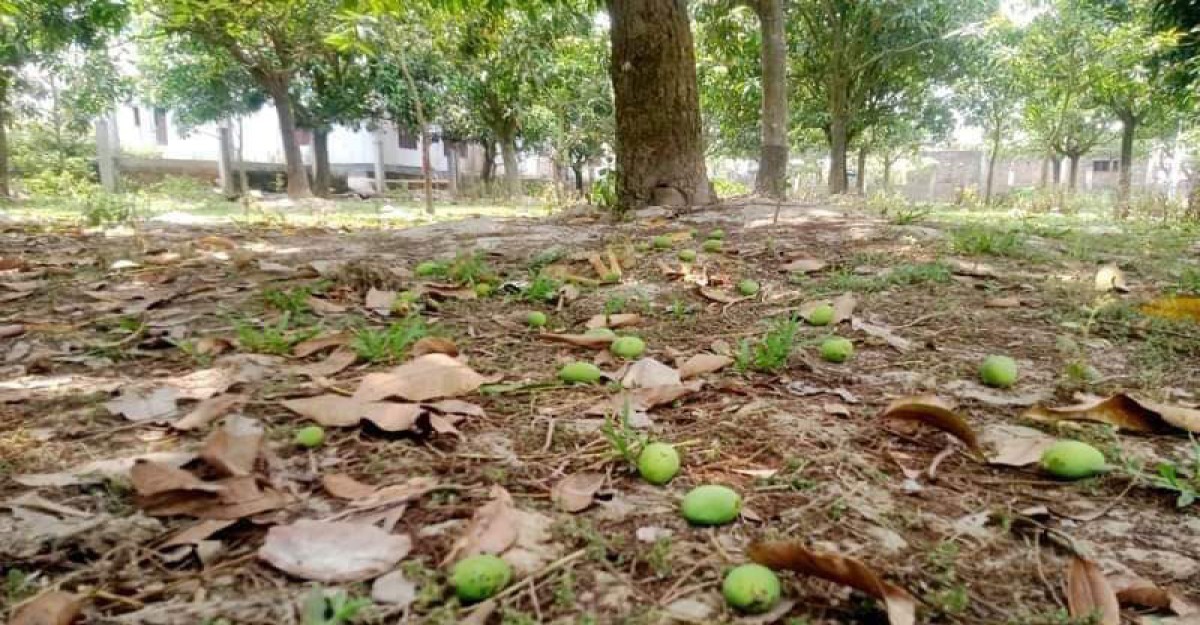 সাপাহারে অনাবৃষ্টিতে ঝরে যাচ্ছে আম, শঙ্কায় চাষীরা