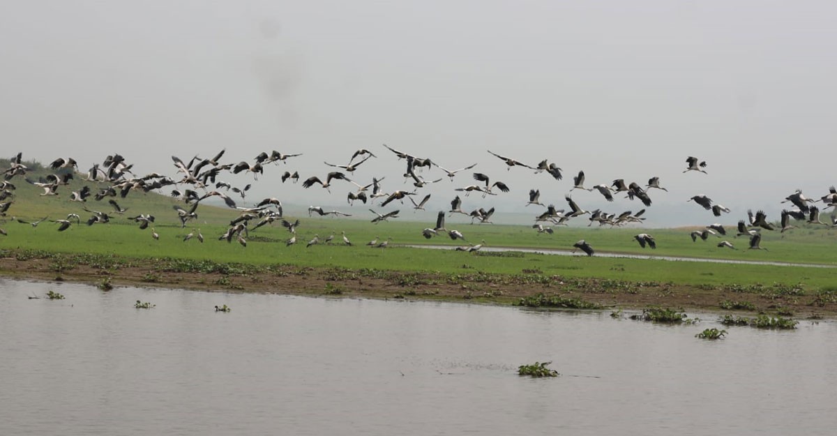 কাপ্তাই লেকে শামুকভাঙা পাখির ঝাঁক