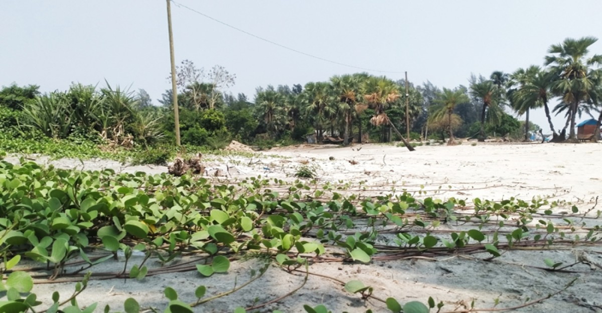 ডালপালা মেলে বিস্তার শুরু করেছে বালিয়াড়ির কারিগর খ্যাত সাগরলতা