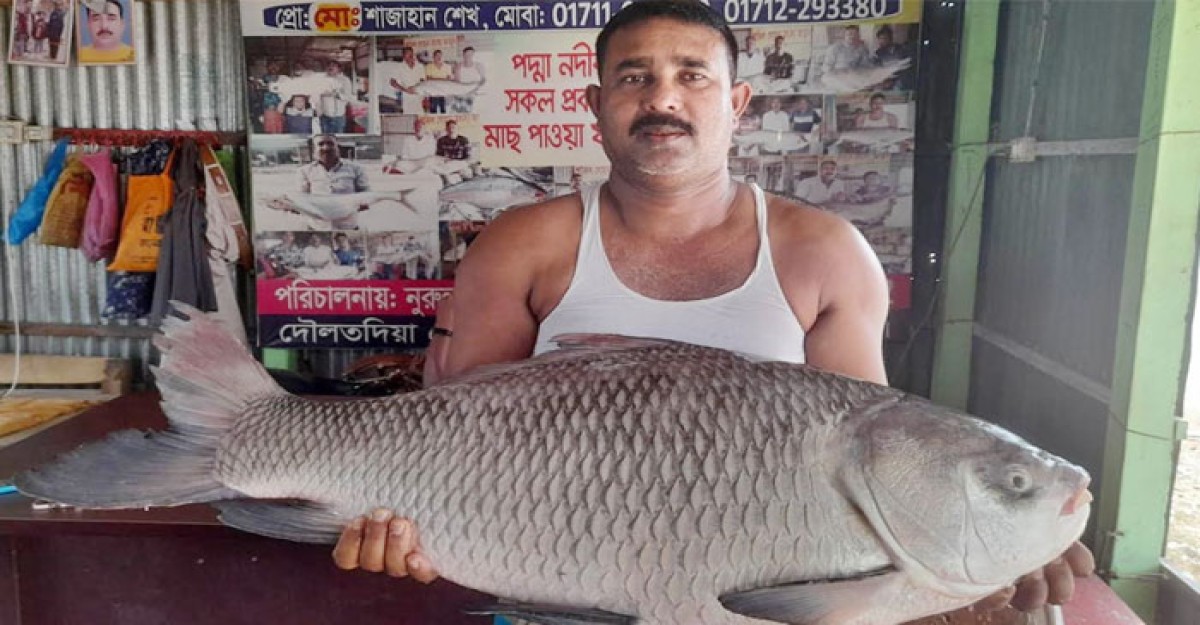রাজবাড়ীতে পদ্মার কাতল ২১ হাজারে বিক্রি