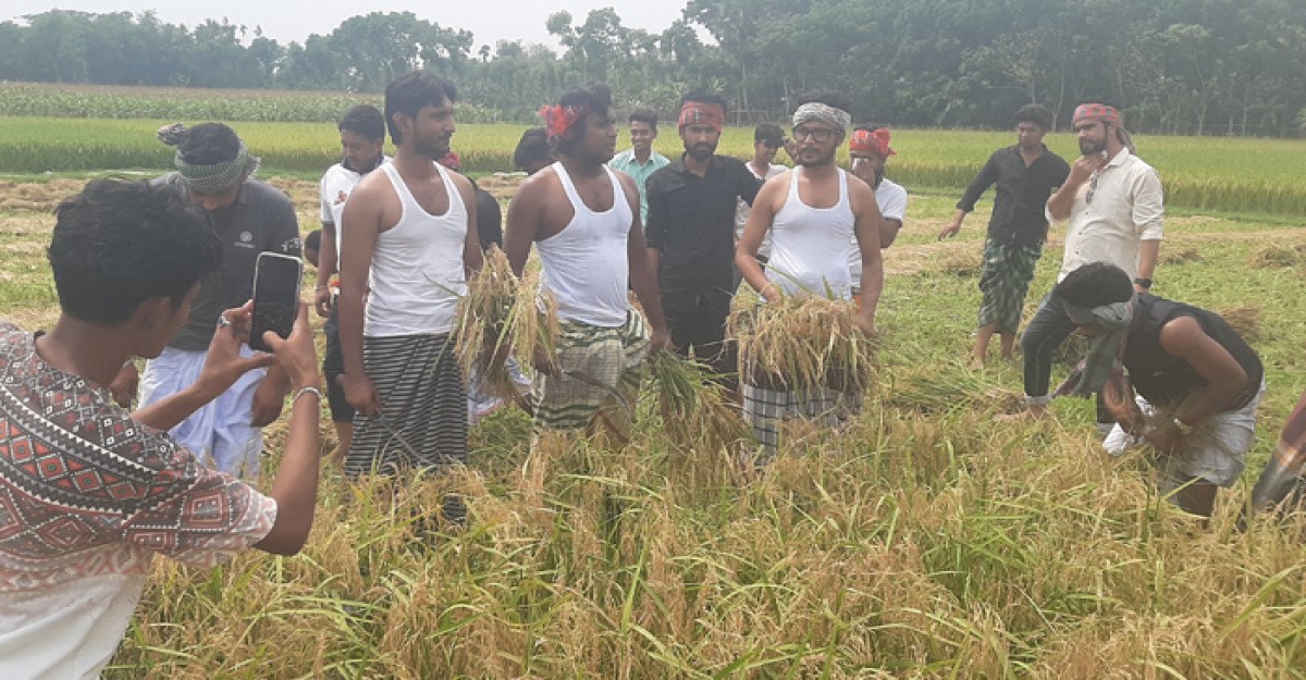 রাজবাড়ীতে শাহিন শেখের নেতৃত্বে কৃষকের ধান কেটে দিলো ছাত্রলীগ