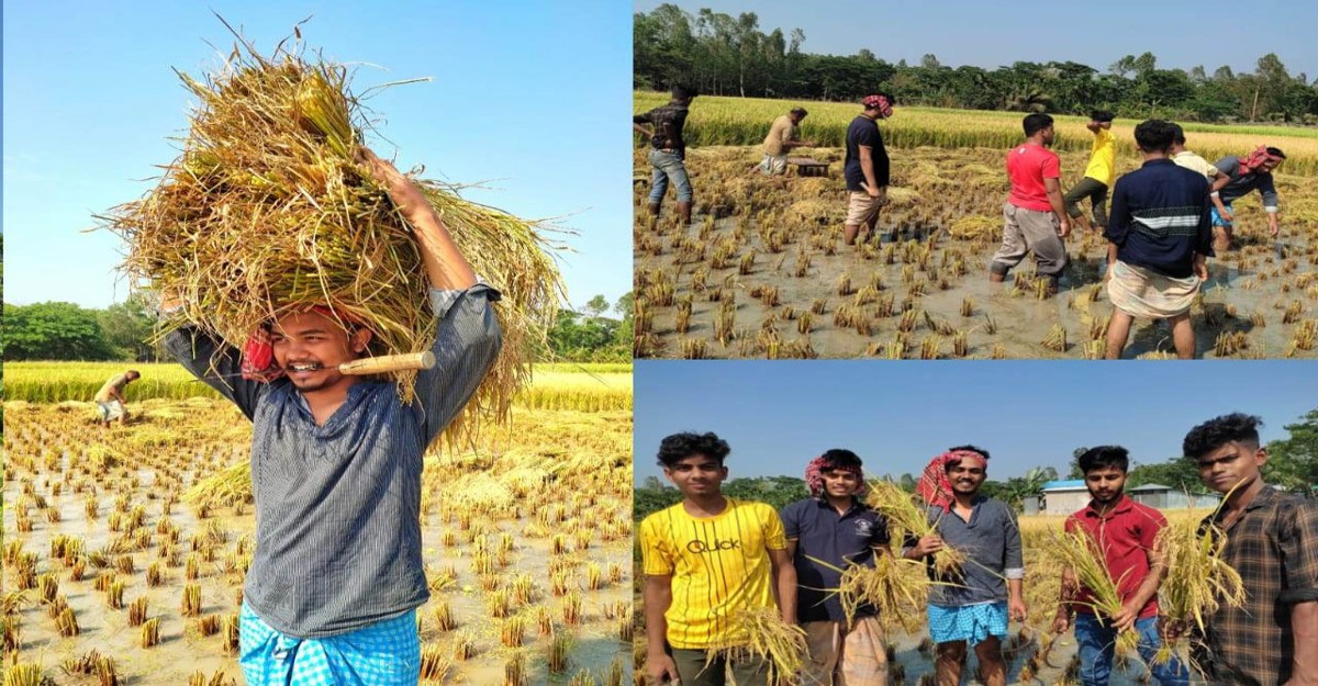 ধান কেটে বাড়িতে পৌঁছে দিচ্ছেন চট্টগ্রাম মহানগর ছাত্রলীগ