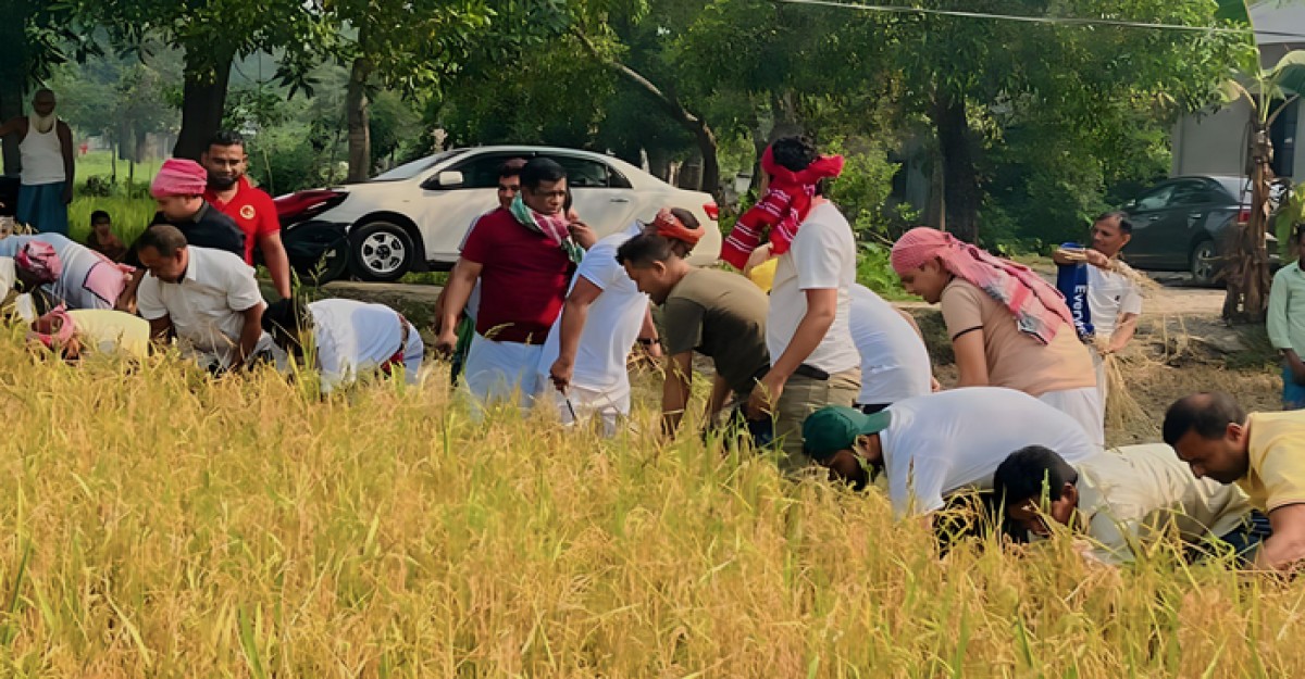 কৃষকের ধান কেটে ঘরে পৌঁছে দিল শ্রীপুর উপজেলা যুবলীগ