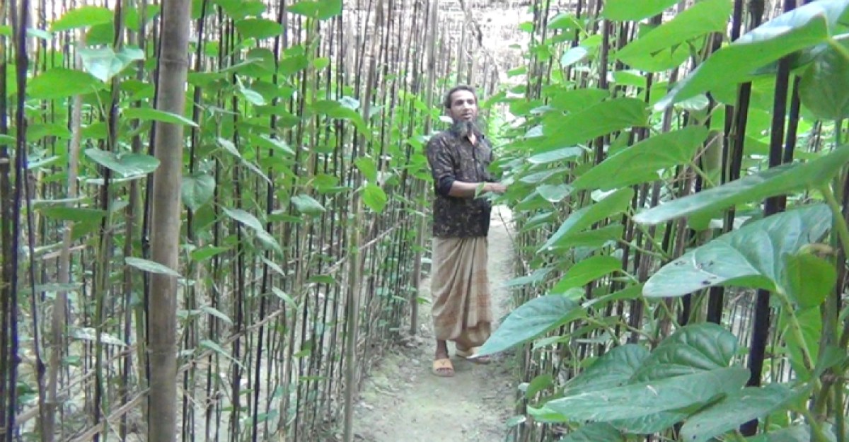 নাগরপুরে পান চাষে সফল জহিরুল