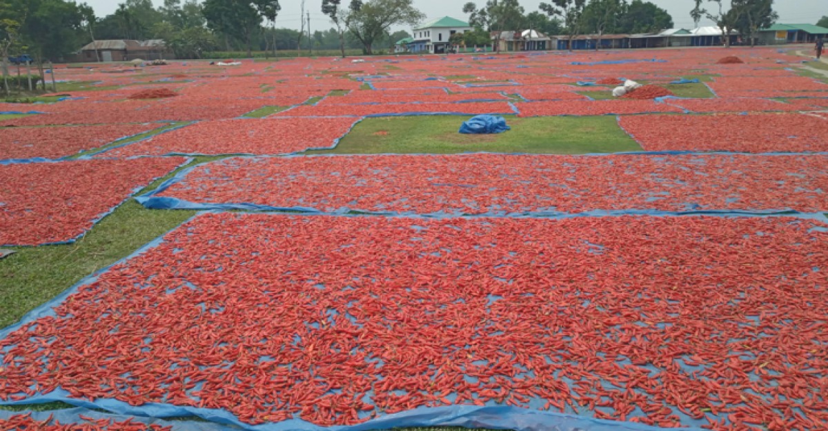 পঞ্চগড়ে শুকনা মরিচ সংরক্ষনে ব্যস্ত কৃষক