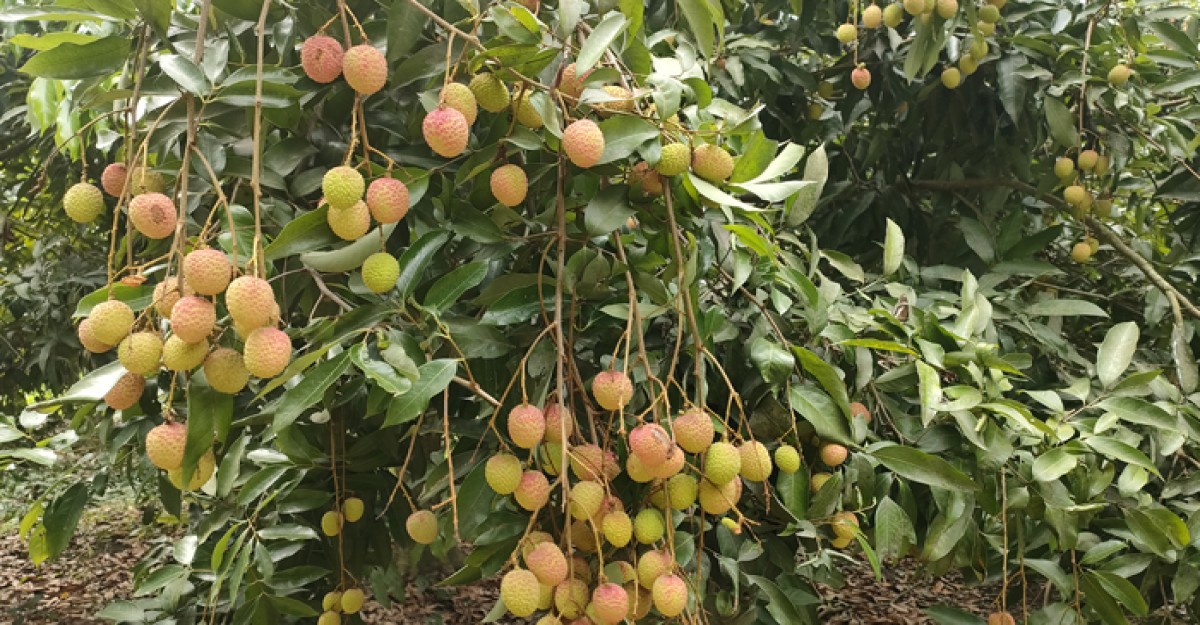 দামুড়হুদার বিভিন্ন গ্রামীন হাট বাজারে বাড়ছে স্থানীয় লিচুর কদর