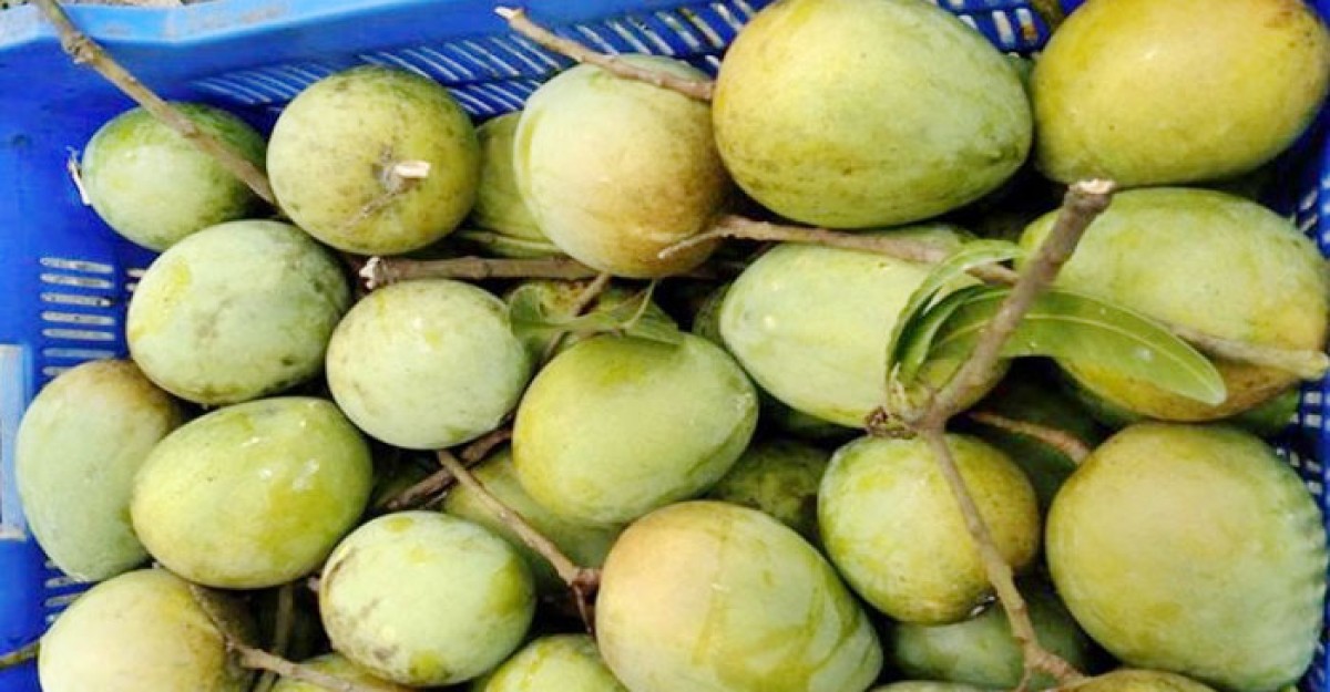 হাড়িভাঙ্গা আম বাজারে মিলবে ২০ জুন থেকে