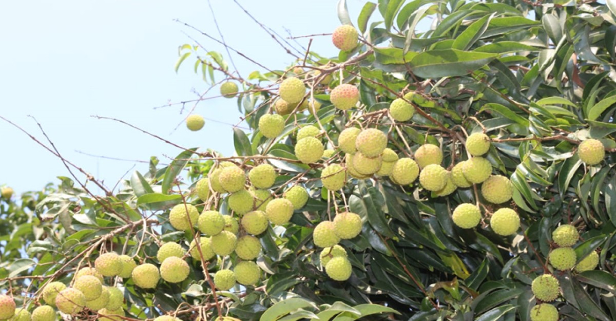 পাহাড়ের লিচুর কদর বেশি যাচ্ছে ঢাকাসহ বিভিন্ন জেলায়