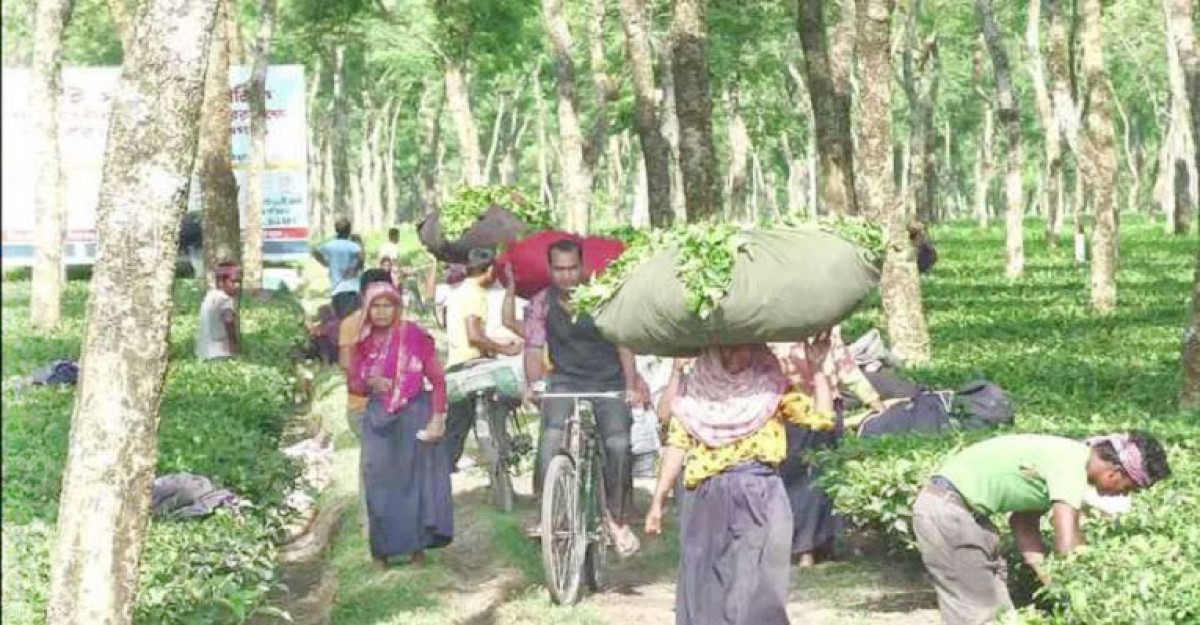সরব হয়ে উঠেছে চা কারখানা