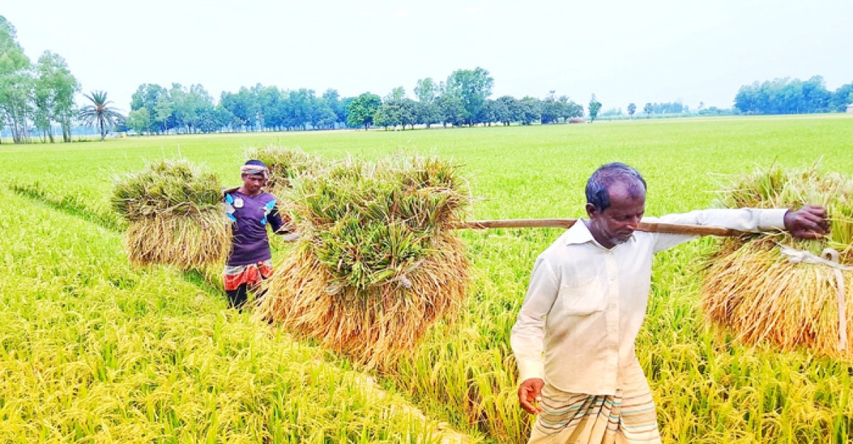 সোনালী স্বপ্ন ঘরে তুলছেন ফুলবাড়ীর কৃষকেরা