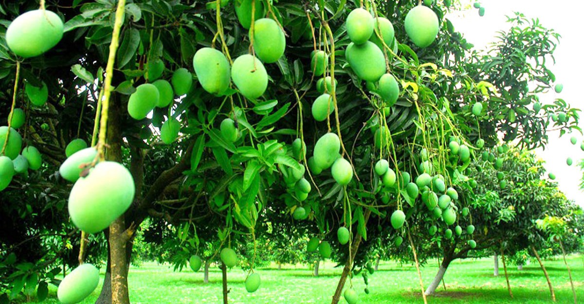 বিরামপুরে গাছে গাছে ঝুঁলছে আম চাষিদের স্বপ্ন