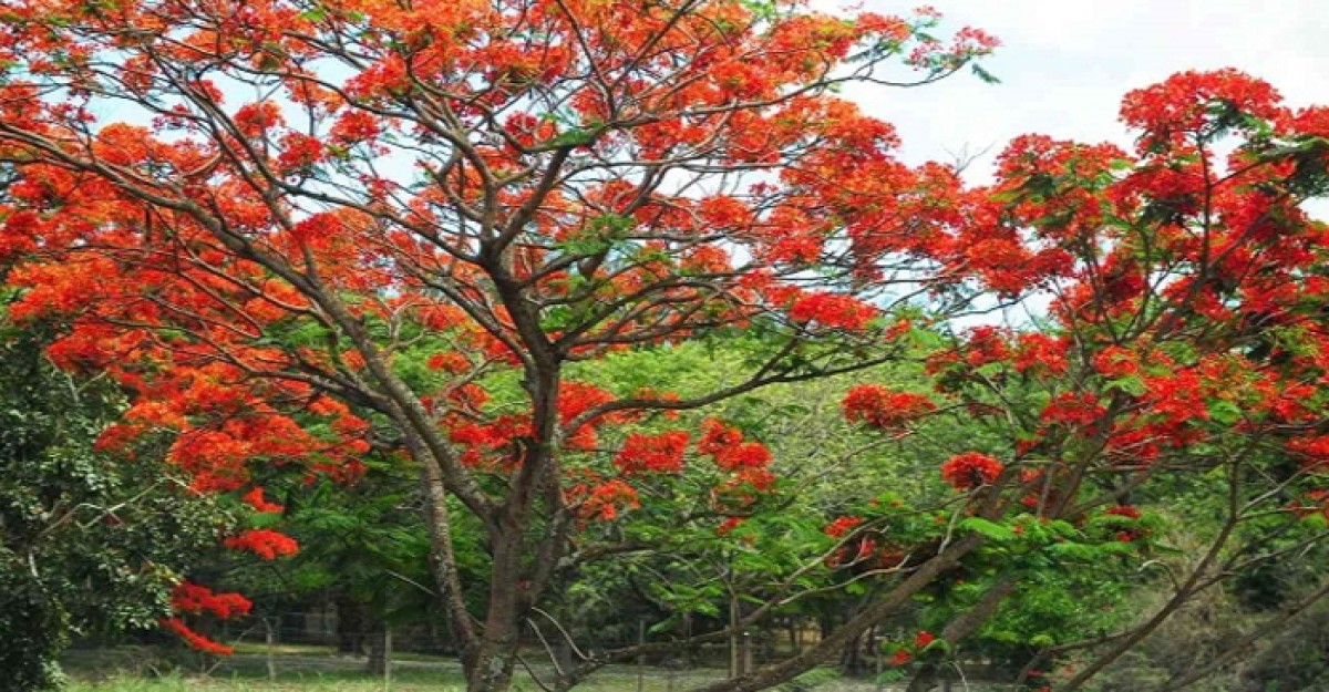 শিবচরে রক্তিম সৌন্দর্য বিলাচ্ছে কৃষ্ণচূড়া