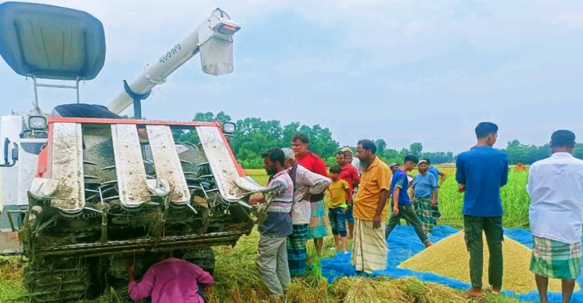 মুরাদনগরে কম্বাইন হারভেস্টর মেশিনে কৃষকের ধান কর্তন