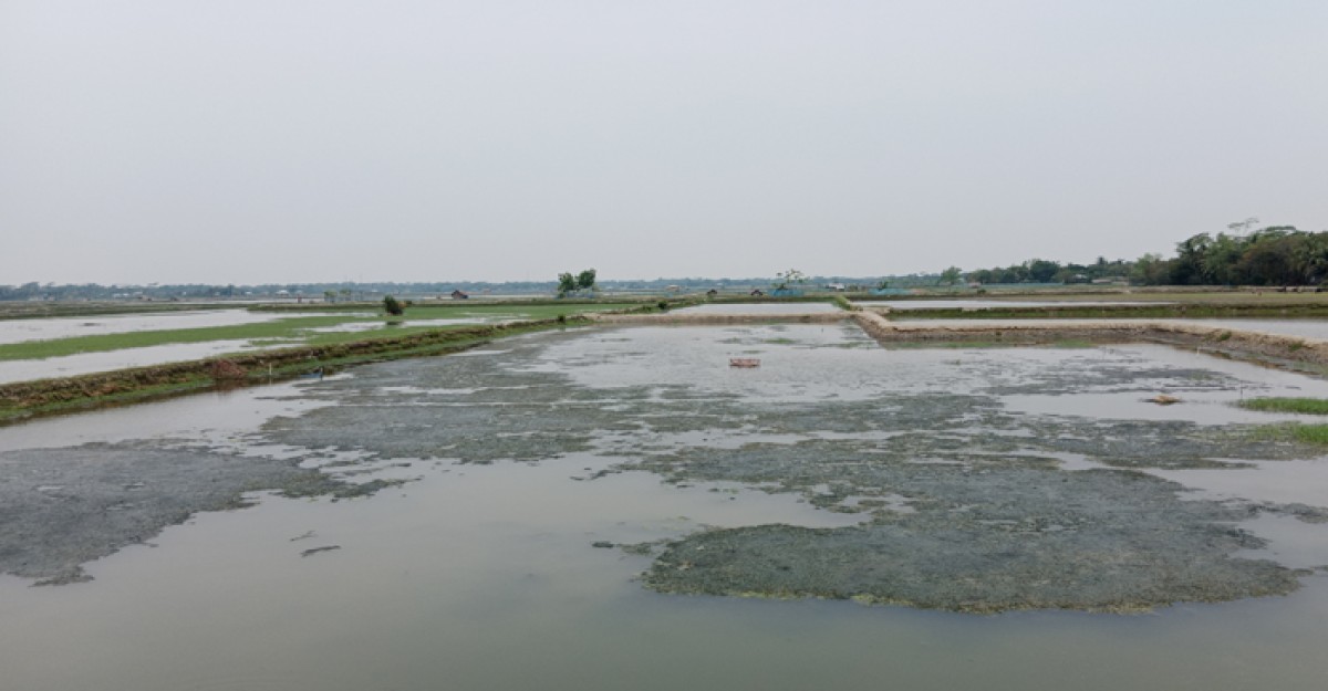 মোংলায় প্রচণ্ড দাবদাহ ও অনাবৃষ্টিতে মরছে সাদা সোনা