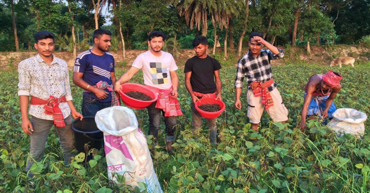 দুমকিতে শ্রমিক সংকটে কৃষকের ডাল তুলে দিলো ছাত্রলীগ
