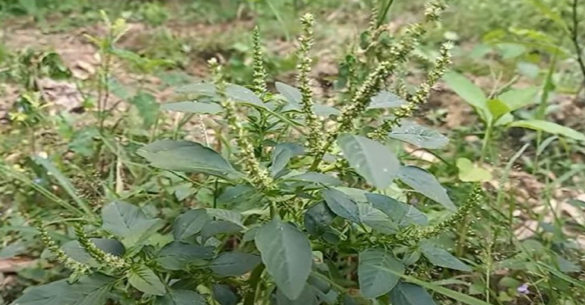 হারিয়ে যাচ্ছে উপকারী শাক কাটাখুরা