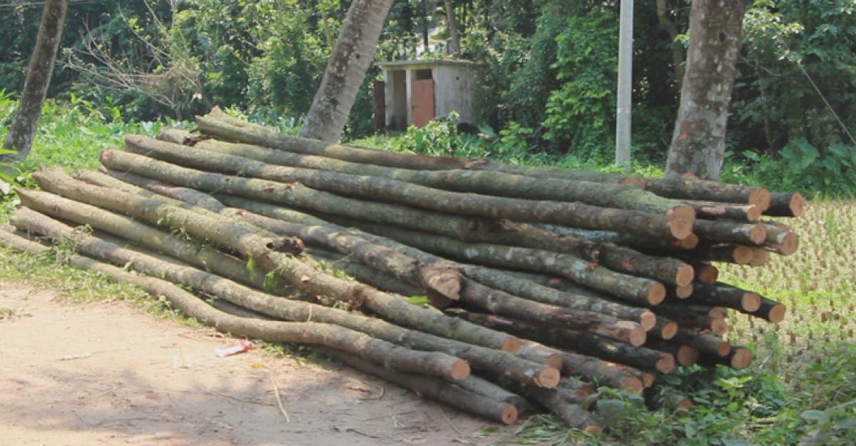 শতাধিক গাছ কর্তন করে জমি দখলের চেষ্টা