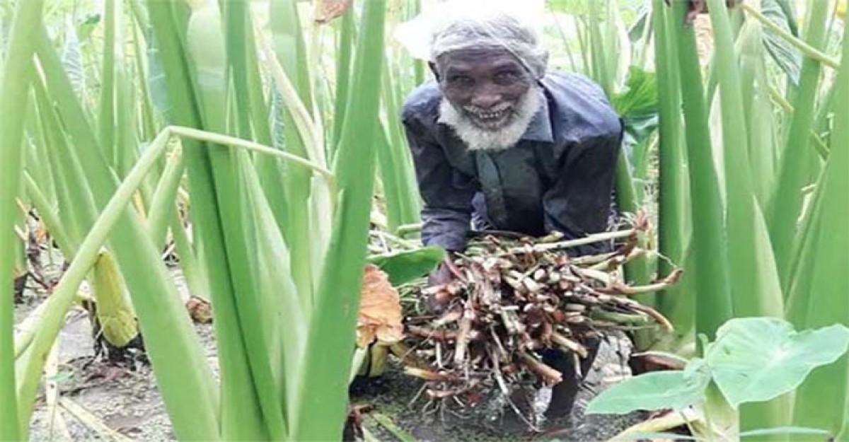 জয়পুরহাটে লতি চাষে কৃষকের ভাগ্যবদল