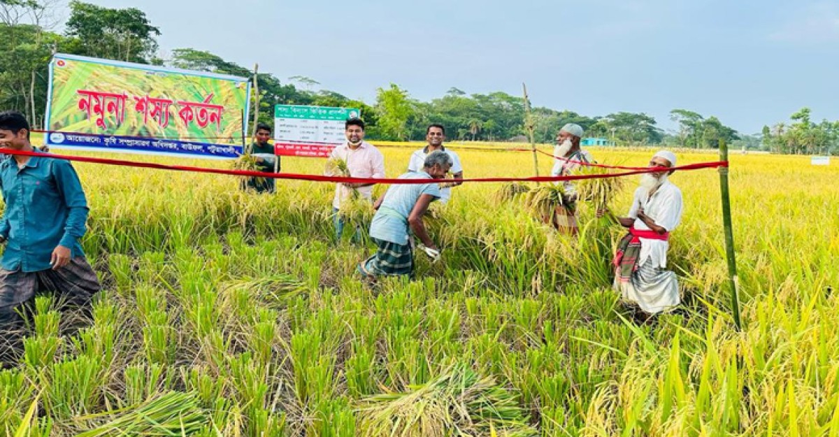 বাউফলে বিভিন্ন জাতের বোরো ধানের নমুনা শস্য কর্তন