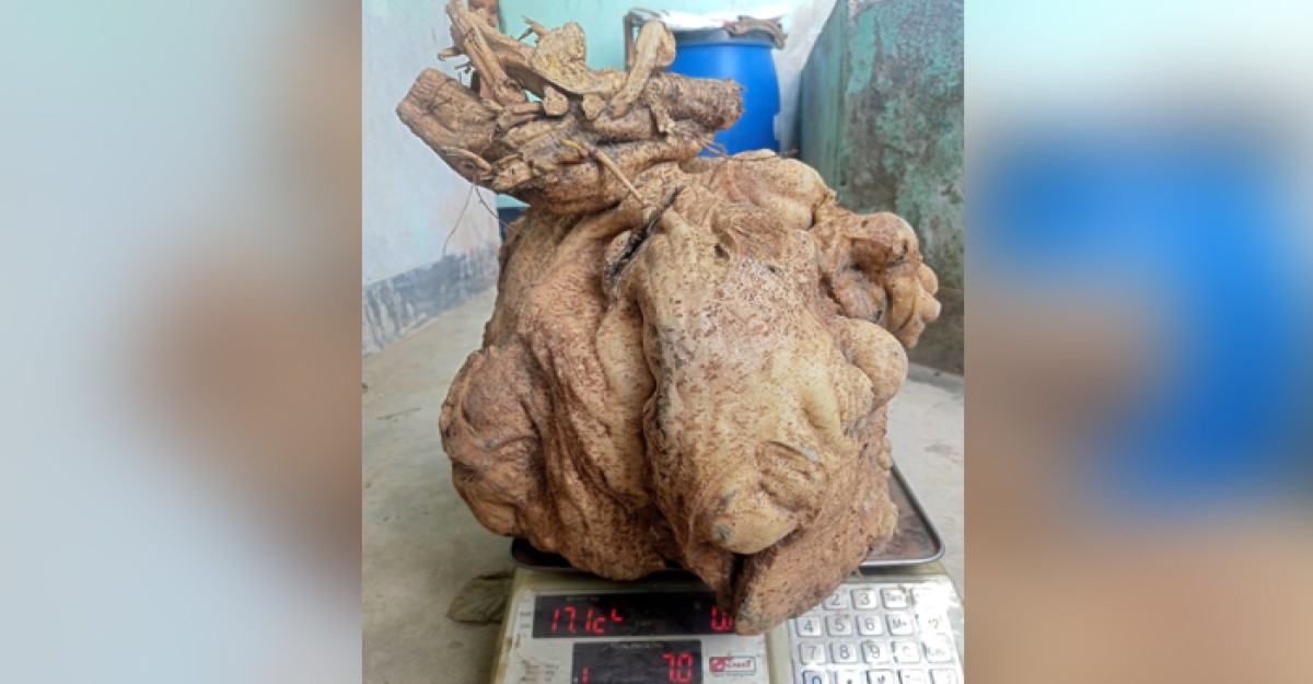 মুরাদনগরে বিরল প্রজাতির প্রায় ১৮কেজি মিষ্টি আলুর সন্ধান