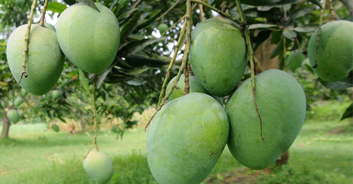 বাজারে সাতক্ষীরার হিমসাগর আম