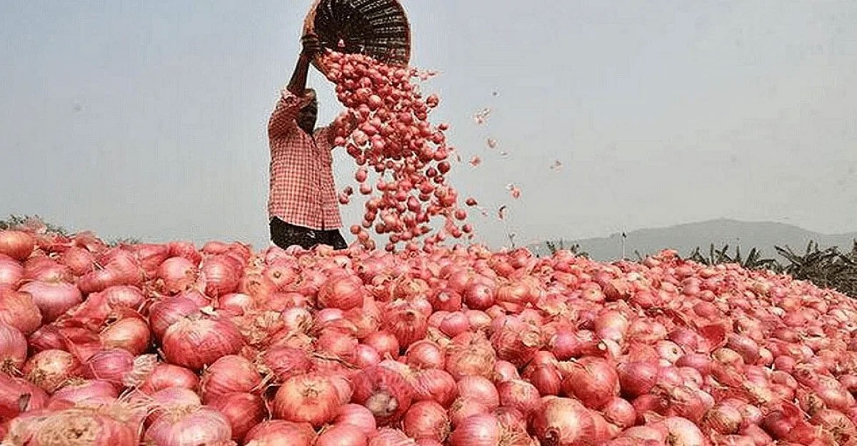 পেঁয়াজের উৎপাদন বাড়াতে ১৬ কোটি টাকা প্রণোদনা