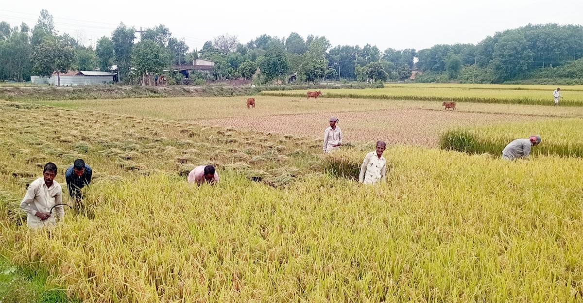 ঘূর্ণিঝড় মোখার সংবাদে বিপাকে কৃষক