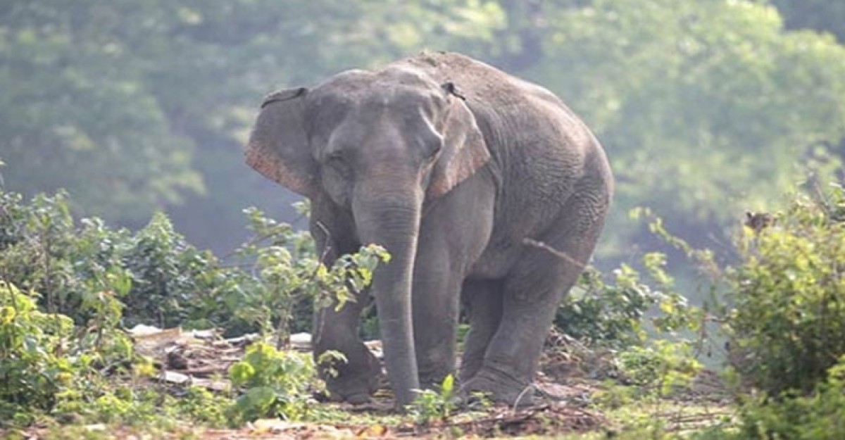 লামায় বন্যহাতির আক্রমণে প্রাণ গেল কৃষকের