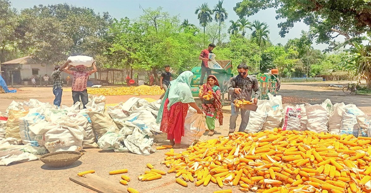ভুট্টার ভালো ফলনেও দামে অসন্তুষ্ট চাষিরা
