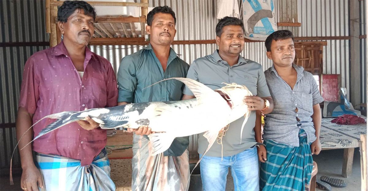পদ্মায় জেলের জালে ১৫ কেজির বাঘাইড়