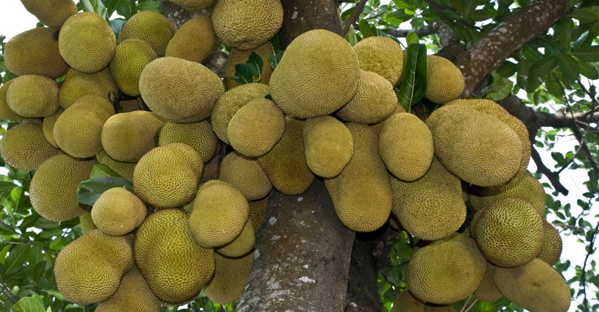 শিবচরে বাতাসে কাঁঠালের ম-ম ঘ্রাণ