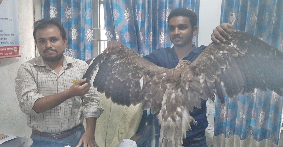 বালিয়াকান্দিতে বিরল প্রজাতির ঈগল উদ্ধার