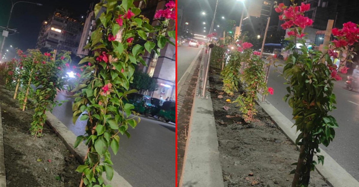 হরেকরকম ফুলের গাছে সজ্জিত হচ্ছে সাত মসজিদ সড়কের বিভাজক