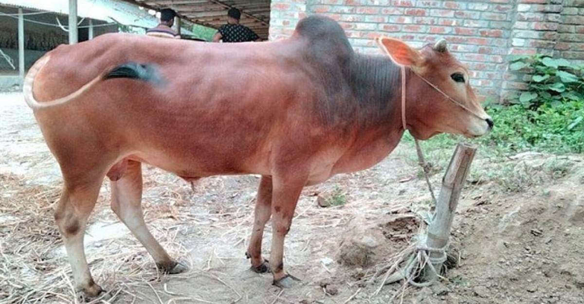 শ্রীপুরে ৫টি গরু চুরি, কৃষকের ৪ লাখ টাকা ক্ষতি