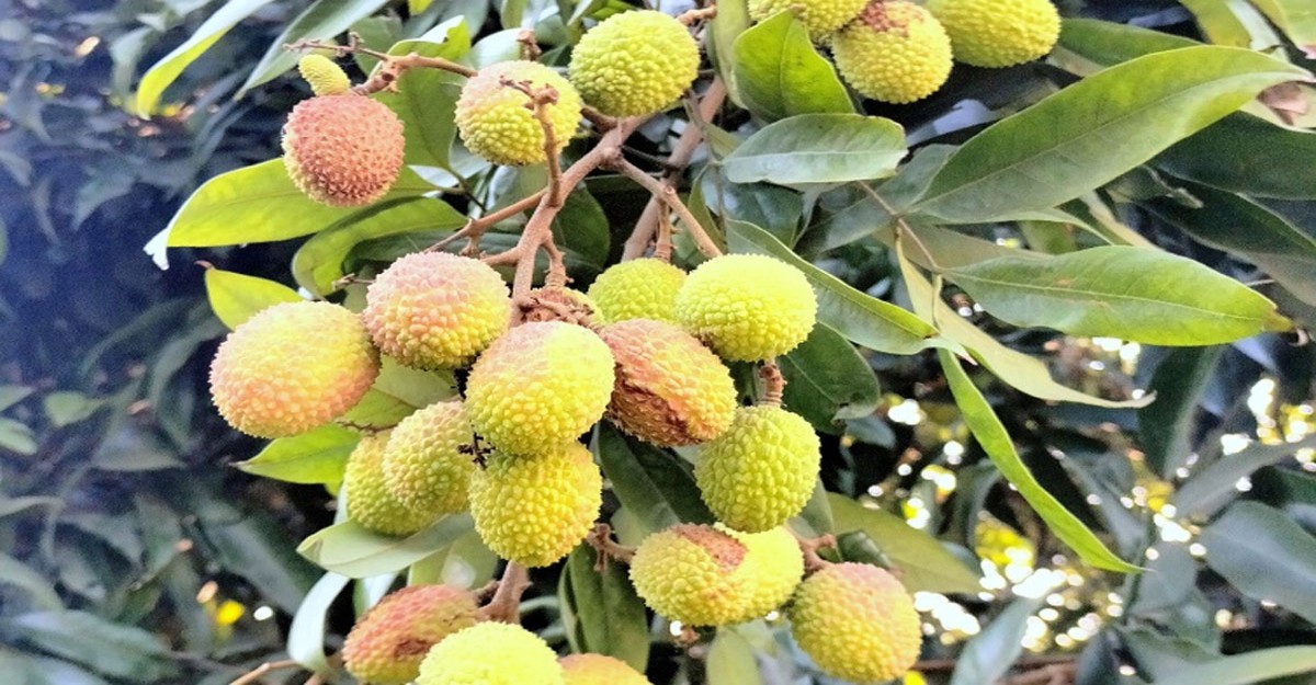 ঠাকুরগাঁওয়ে বাম্পার ফলন হলেও ক্ষতির মুখে লিচু ব্যবসায়ীরা