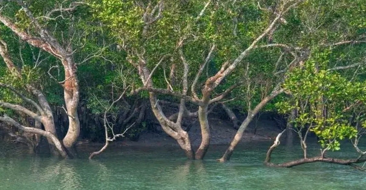 সুন্দরবনে বৈধভাবে প্রবেশ করে অবৈধ জাল দিয়ে মাছ শিকার