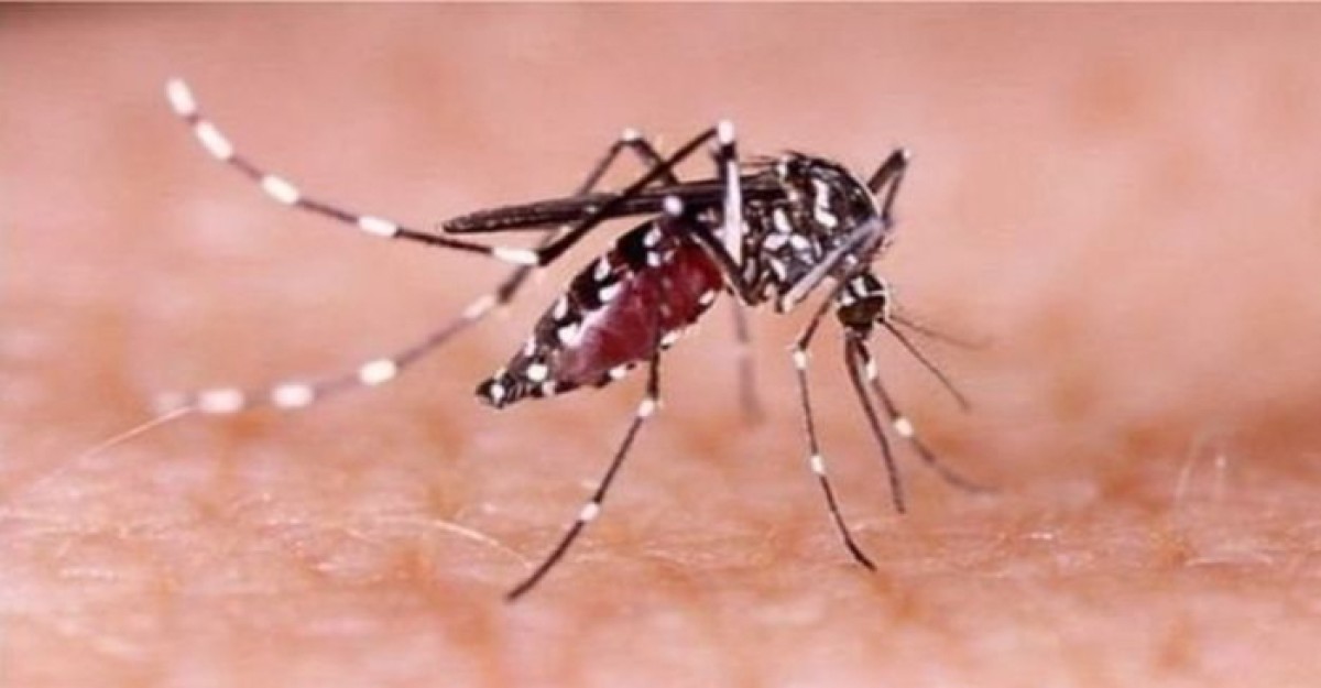 গত ২৪ ঘণ্টায় ডেঙ্গু আক্রান্ত হয়ে হাসপাতালে ভর্তি ৪০