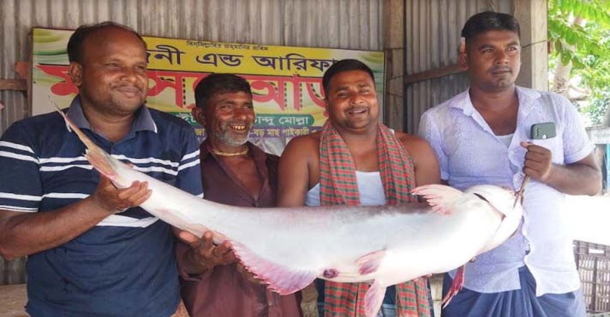 পদ্মায় ধরা পড়ল ২২ কেজির পাঙাশ