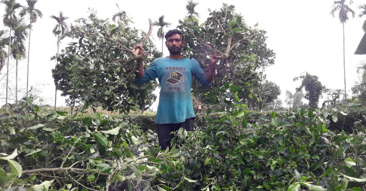 কাঁচা চা পাতার দাম নেই, হতাশ পঞ্চগড়ে চা চাষিরা