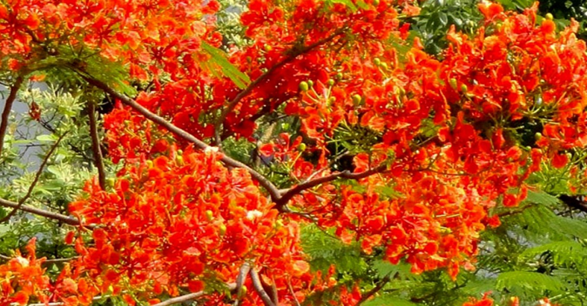 অপরূপ প্রকৃতি ফুটেছে রক্তিম লাল কৃষ্ণচূড়া ফুল