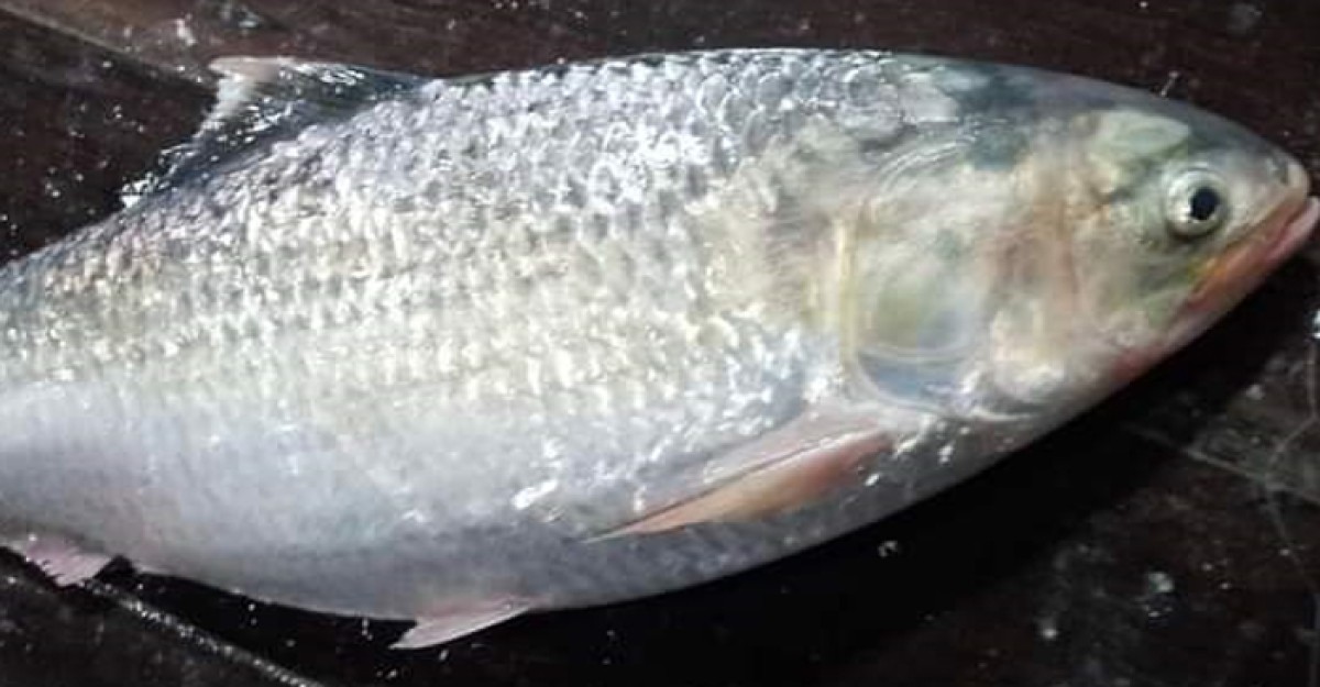 এক ইলিশের দাম সাড়ে ৭ হাজার টাকা