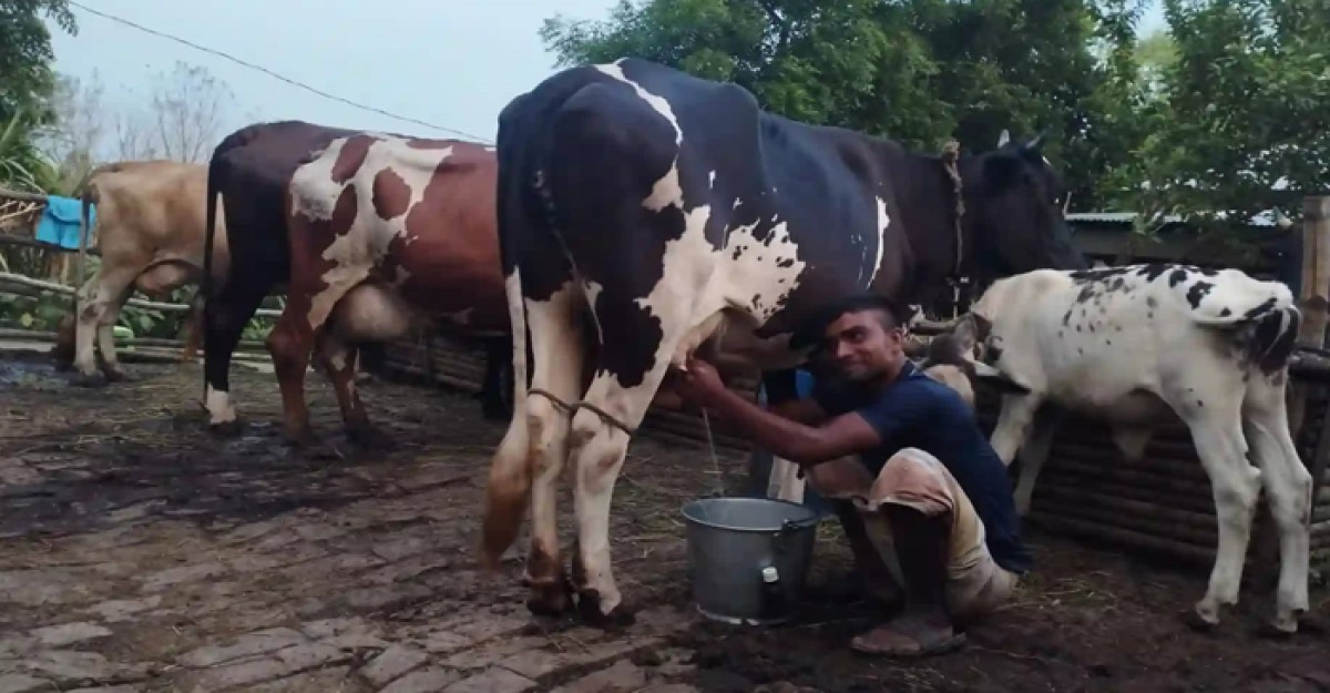 বেড়ায় দুধ উৎপাদনে লোকসানে খামারিরা